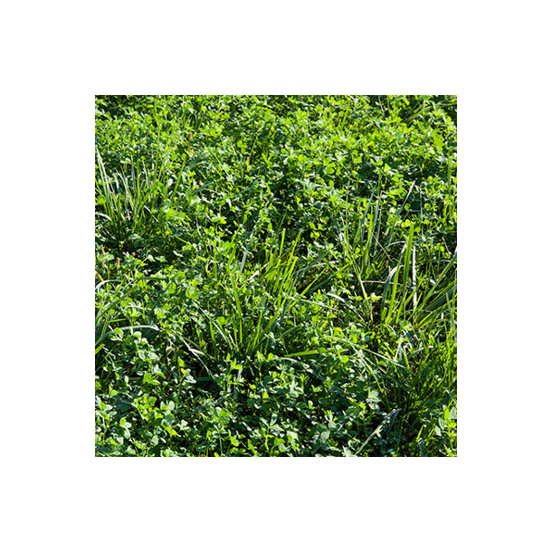 Lucerne/gr�s - 10 kg | DSV