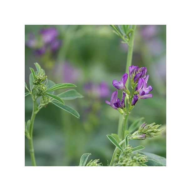 Lucerne - 2 kg