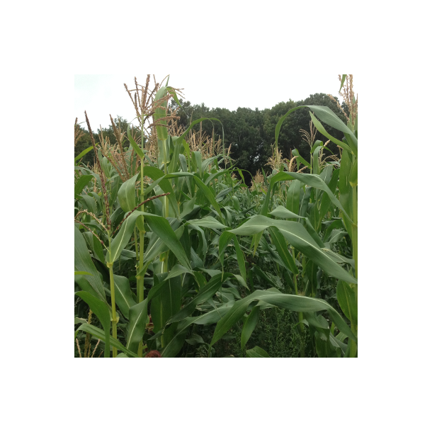 J�germajs - 50.000 fr� - ca 15 kg