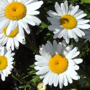 Hvid okseje (Marguerit) - Leucanthemum vulgare - ca. 7.000 fr