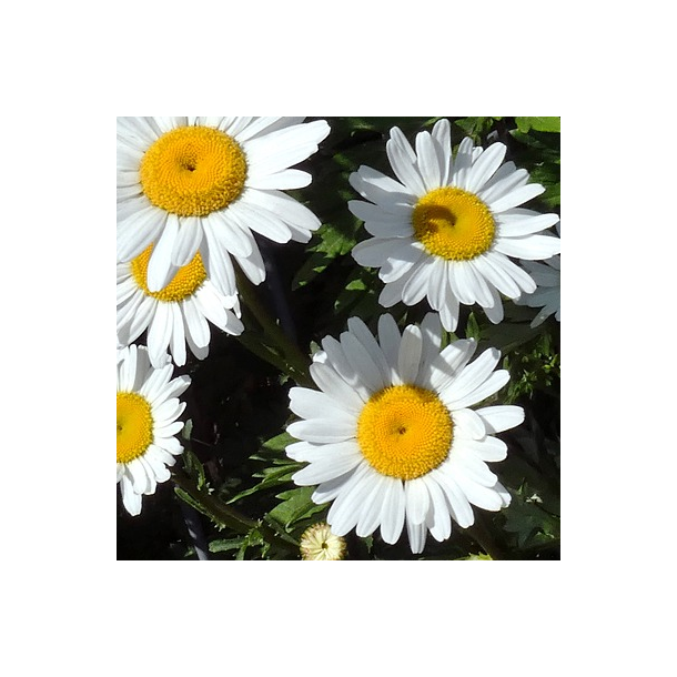 Hvid okse�je (Marguerit) - Leucanthemum vulgare - ca. 7.000 fr�