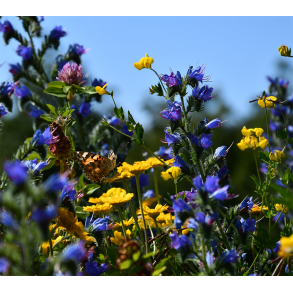 Marguerit-blanding - 100 gram