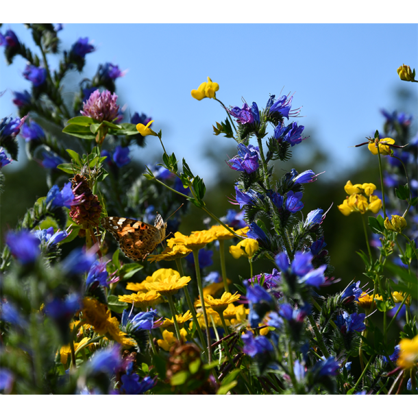 Marguerit-blanding - 100 gram