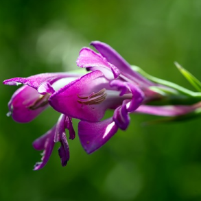 Mark-krageklo - Ononis spinosa - ca. 2.000 fr