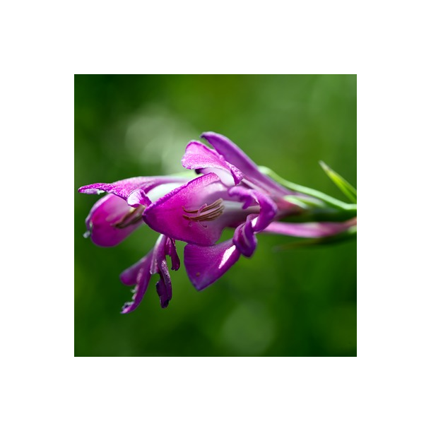 Mark-krageklo - Ononis spinosa - ca. 2.000 fr�