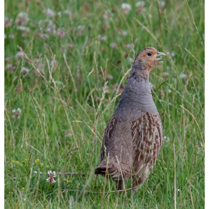 MARKVILDT - 3 kg | Vildtremisen.dk