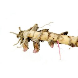 Elefantgr�s-rhizomer - s�k � ca. 500 stk.