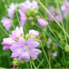 Moskus-katost - Malva moschata - 40.000 fr