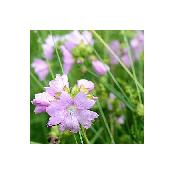 Moskus-katost - Malva moschata - 40.000 fr�