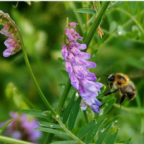 Muse-vikke - Vicia cracca - ca. 750 fr�