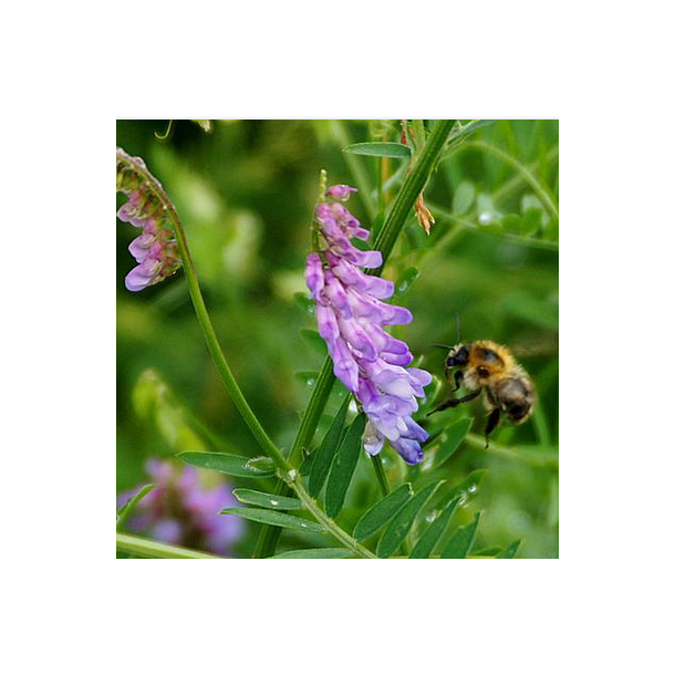 Muse-vikke - Vicia cracca - ca. 750 fr�