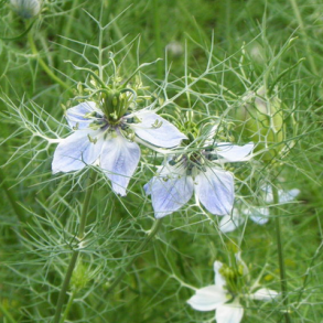 Nigella - Sortkommen - 0,5 kg