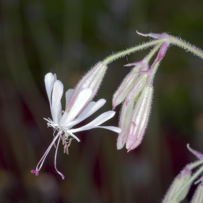 Nikkende limurt - Silene nutans - 25.000 fr�