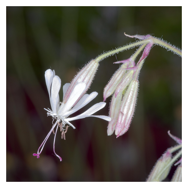Nikkende limurt - Silene nutans - 25.000 fr�