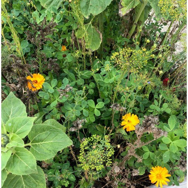 �kologisk blomsterblanding - 1 kg