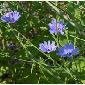 �KO Cikorie - 1 kg