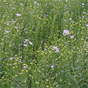 �KO Olieh�r - 10 kg