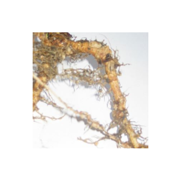 Podemiddel til lupin