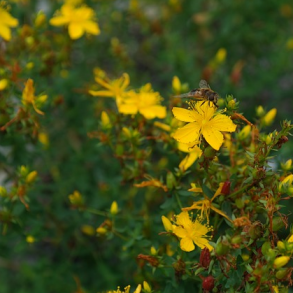 Prikbladet perikon - Hypericum perforatum - ca. 8.000 fr�