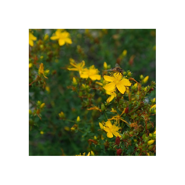 Prikbladet perikon - Hypericum perforatum - ca. 8.000 fr�