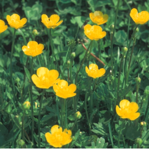 Bidende ranunkel � Ranunculus acris - ca. 7.000 fr�