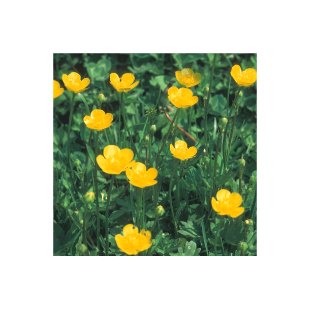 Bidende ranunkel � Ranunculus acris - ca. 7.000 fr�