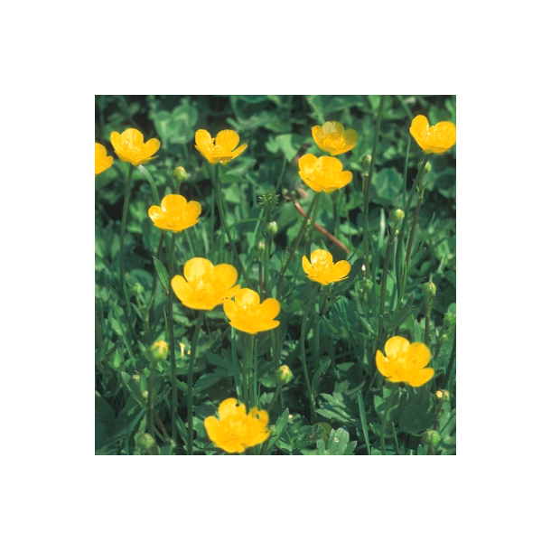 Bidende ranunkel &#150; Ranunculus acris - ca. 7.000 fr