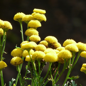 Rejnfan - Tanacetum vulgare - 6.500 fr