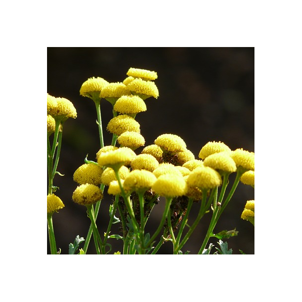 Rejnfan - Tanacetum vulgare - 6.500 fr�