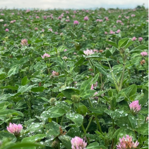 R�dkl�ver - AMOS - 10 kg