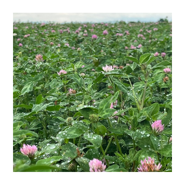 Rdklver - AMOS - 10 kg