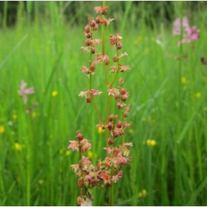 R�dkn� - Rumex acetosella - ca. 15.000 fr�