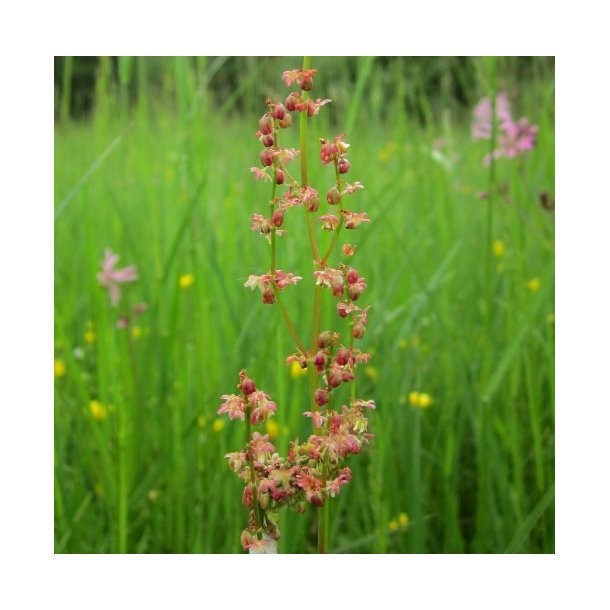 R�dkn� - Rumex acetosella - ca. 15.000 fr�