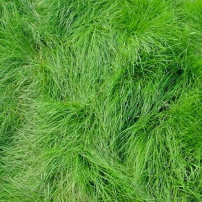 R�dsvingel - 10 kg