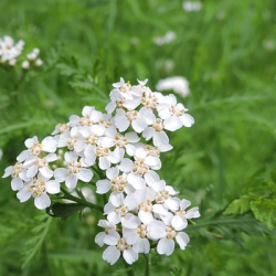 RDYR - 2 kg | Vildtremisen.dk