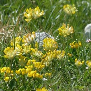 Rundb�lg - Anthyllis vulneraria - ca. 4.000 fr�