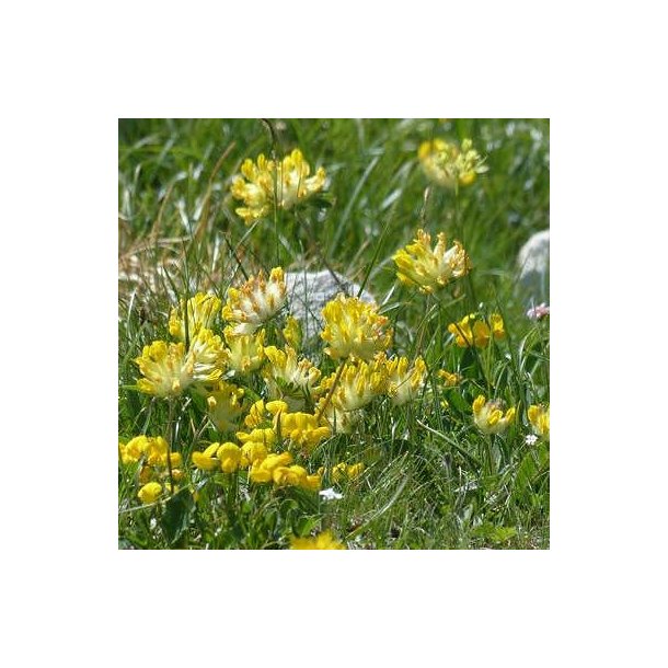 Rundb�lg - Anthyllis vulneraria - ca. 4.000 fr�