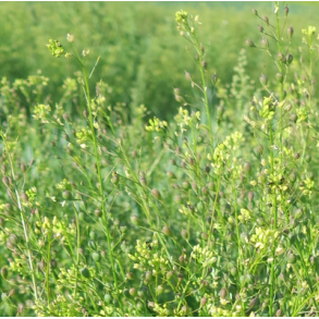 �KO S�ddodder - 1 kg