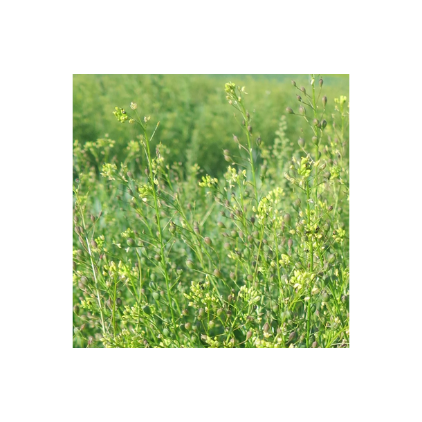 �KO S�ddodder - 1 kg