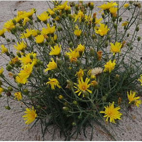 Smalbladet hgeurt - Hieracium umbellatum - ca. 20.000 fr