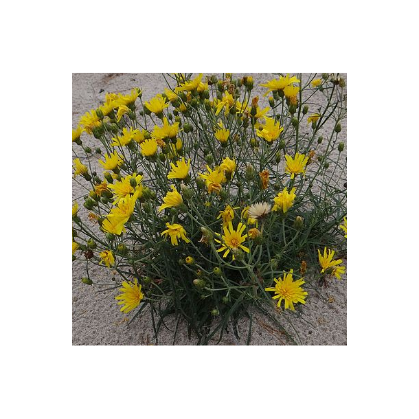 Smalbladet h�geurt - Hieracium umbellatum - ca. 20.000 fr�