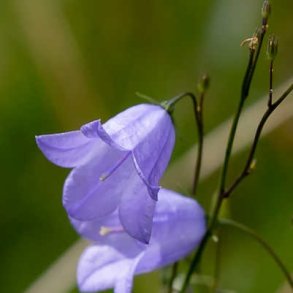 Smalbladet klokke - Campanula persicifolia - ca. 50.000 fr