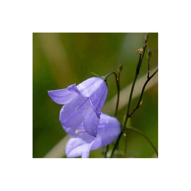 Smalbladet klokke - Campanula persicifolia - ca. 50.000 fr