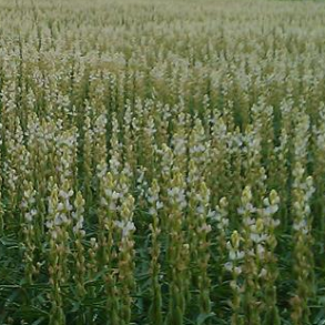 Smalbladet lupin - 15 kg