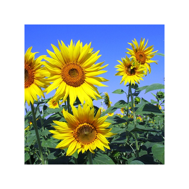 �KO Solsikke - 1 kg