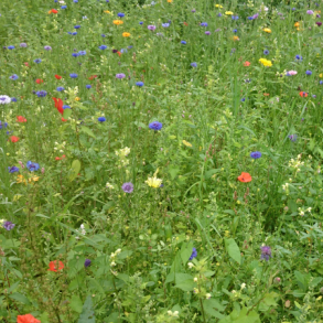 Sommerblomster - 1 kg