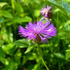 Stor knopurt - Centaurea scabiosa - ca. 2.000 fr�