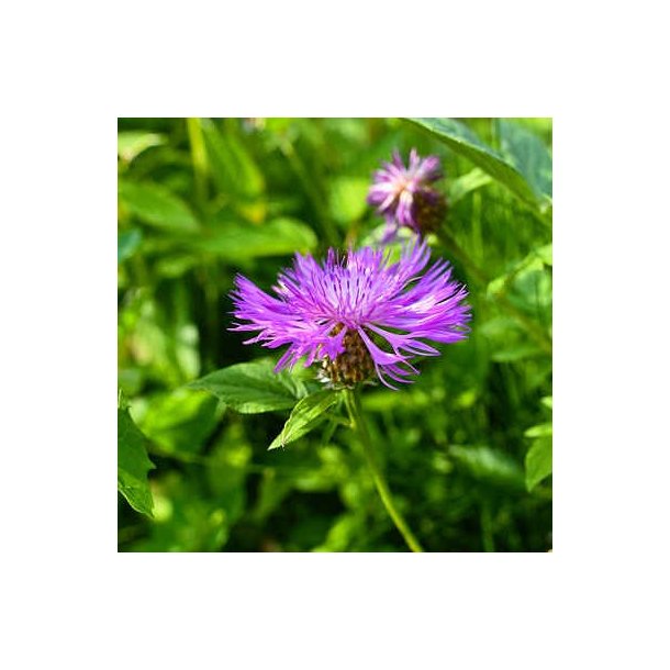 Stor knopurt - Centaurea scabiosa - ca. 2.000 fr