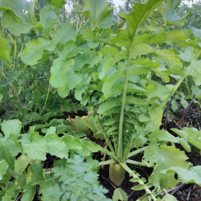 Foderradis - STRUCTURATOR - 10 kg