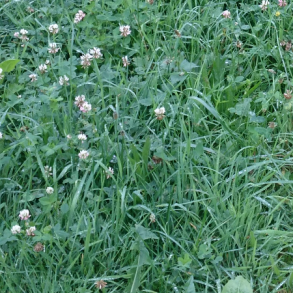 Sukkertoppen - DSV - 5 kg